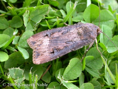 dark sword-grass (Agrotis ipsilon) Kenneth Noble